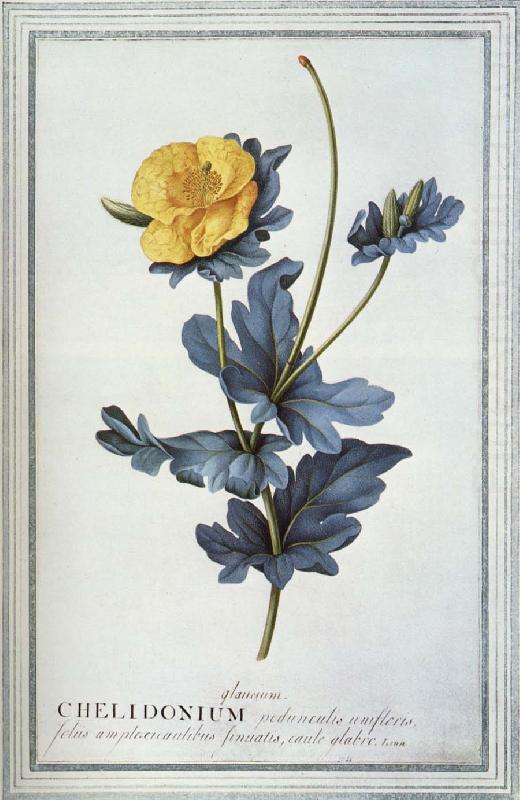 Chelidonium Drawing, unknow artist